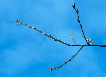 Buds on branches against  blue sky の写真素材
