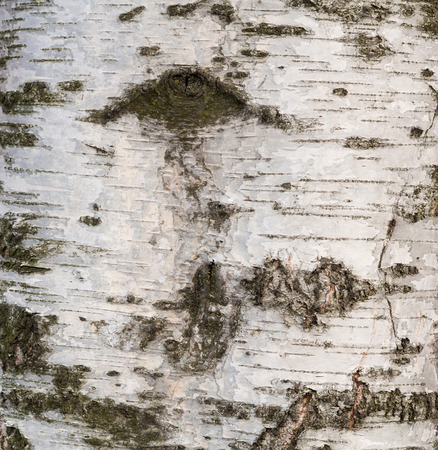 Texture of birch bark oldの写真素材