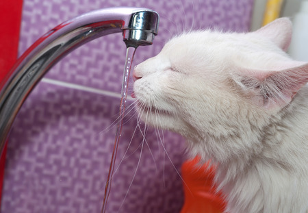 White cat drinks water tap on purple backgroundの写真素材