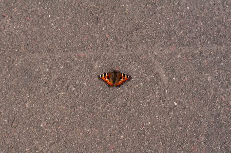 Red butterfly on asphaltの写真素材