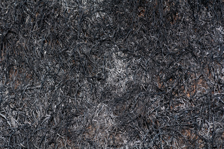 Texture of burnt black grassの写真素材