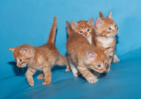 Red fluffy kittens go on blue backgroundの写真素材