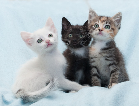 Three multi-colored kitten looking up on blue backgroundの写真素材