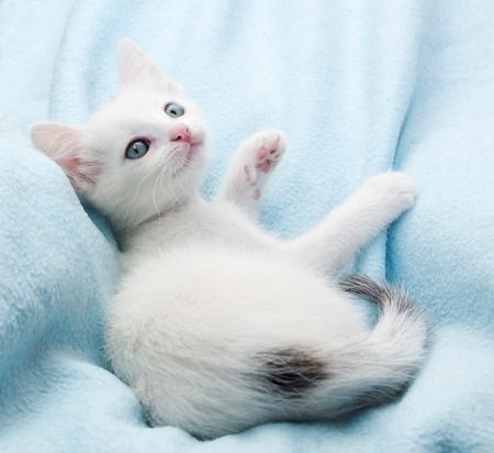 White fluffy kitten lies on blue backgroundの写真素材