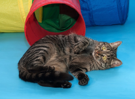 Striped cat lying beside toy tunnel on blue の写真素材