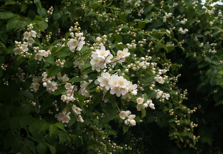 Blooming jasmine bush with rain drops