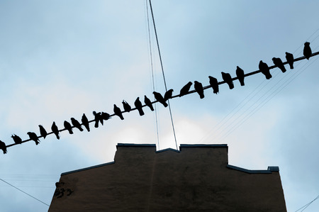 Birds sitting on wire stretched between houses in the yardの写真素材