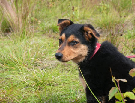 Small black puppy with yellow markings sitting in grassの写真素材
