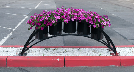 Metal vase with crimson bindweed on city streetの写真素材
