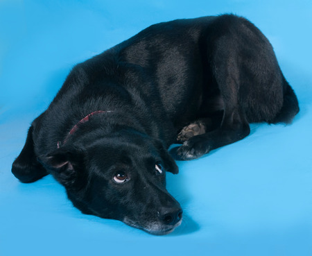 Black dog in red collar lying on blue backgroundの写真素材