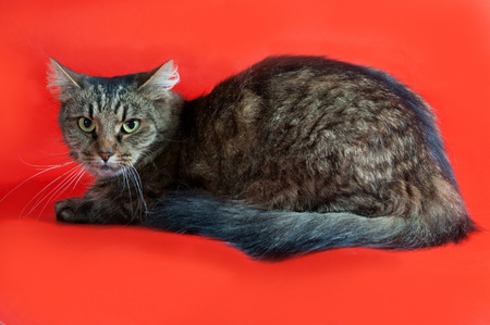 Fluffy tabby cat lying on red の写真素材