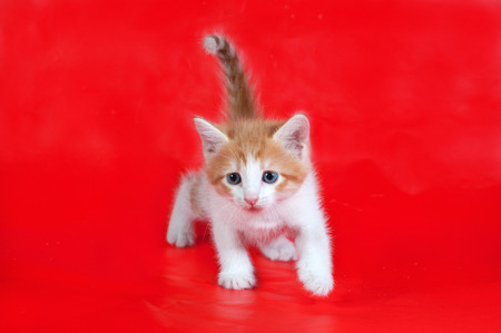 Small fluffy ginger and white kitten lies on red backgroundの写真素材