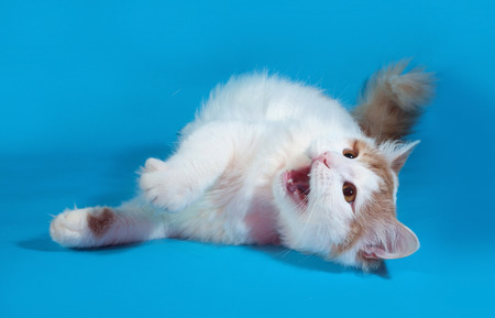 Fluffy white cat with red spots lying on blue backgroundの写真素材