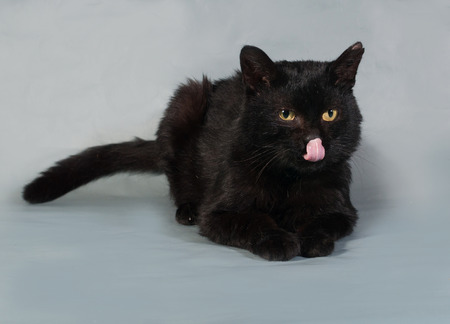 Black cat with yellow eyes lying and licked on gray backgroundの写真素材