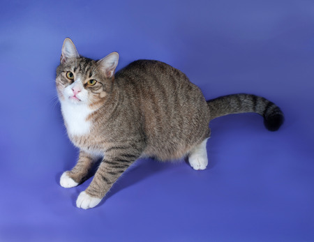 Tabby cat with green eyes lying on lilac の写真素材