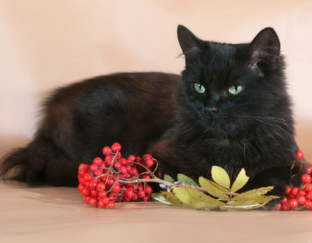 Black fluffy cat lies on yellow background next to the berries of mountain ashの写真素材