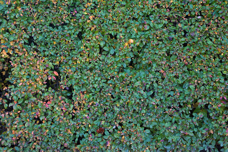 Texture of autumn many green hedges