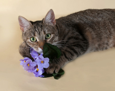 Tabby cat with bouquet of purple flowers lying on yellow backgroundの写真素材