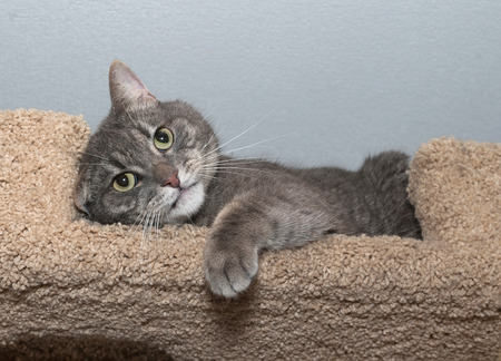 Striped gray cat with green eyes lies on scratching postsの写真素材