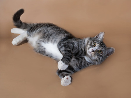 Tabby cat lying on brown backgroundの写真素材