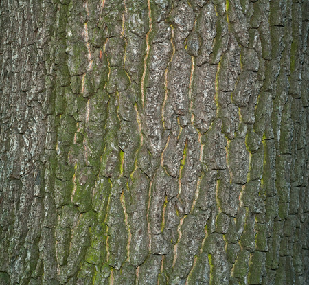 Texture of old tree bark covered with green moss
