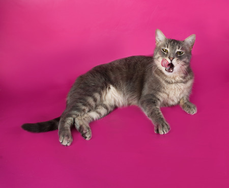 Striped gray cat lying and licked on pink  backgroundの写真素材