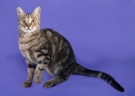 Tabby cat sitting on lilac backgroundの写真素材