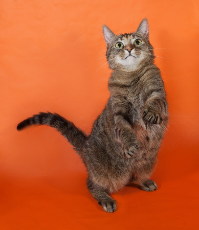 Tricolor striped cat plays on orange backgroundの写真素材