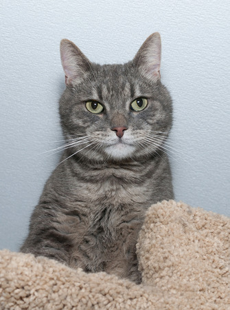 Striped gray cat with green eyes lies on scratching postsの写真素材