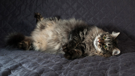 Fluffy Siberian tabby cat lying on black quilt