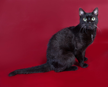 Black cat with green eyes sitting on burgundy backgroundの写真素材
