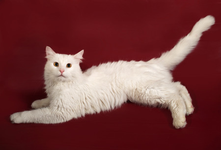 White fluffy cat lying on burgundy backgroundの写真素材