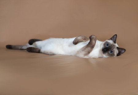 Thai cat with blue eyes lying on brown backgroundの写真素材