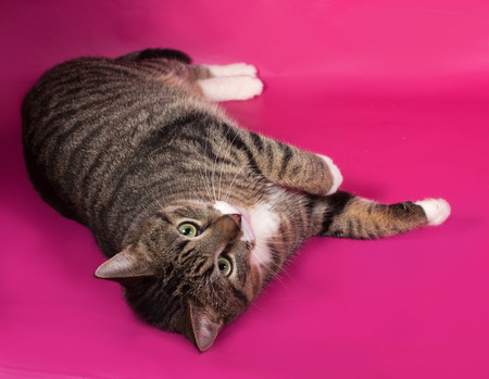 Tabby and white cat lying on pink backgroundの写真素材