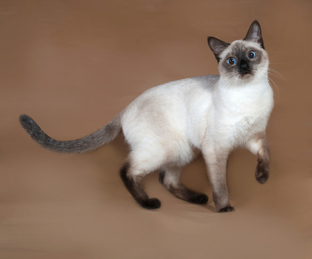 Thai cat with blue eyes standing on brown backgroundの写真素材