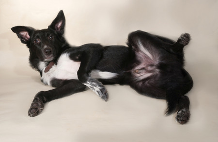 Black puppy with white spots teenager lying on yellow background
