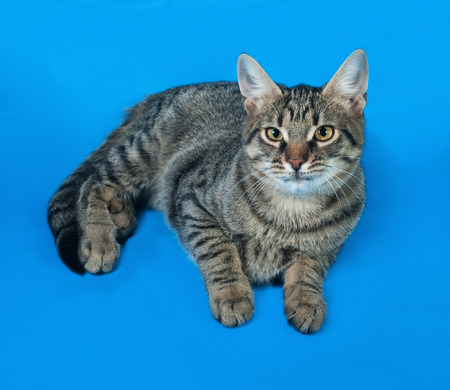 Tabby kitten with yellow eyes lying on blue backgroundの写真素材