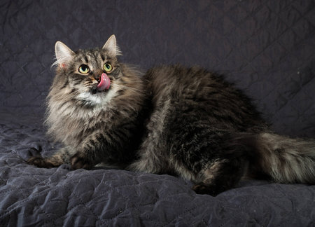 Fluffy Siberian tabby cat lying and licked on black quiltの写真素材