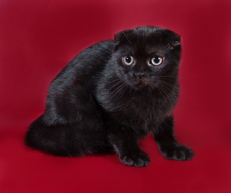 Black Scottish Fold cat sitting on burgundy backgroundの写真素材