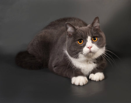 Gray and white cat Scottish Fold lies on gray backgroundの写真素材