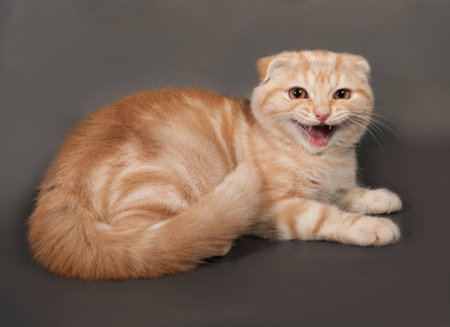 Ginger tabby cat Scottish Fold lies on gray backgroundの写真素材