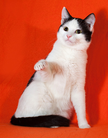 White with black spots kitten sitting on orange backgroundの写真素材