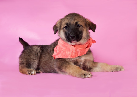 Brown puppy in orange bandanna lying on pink backgroundの写真素材