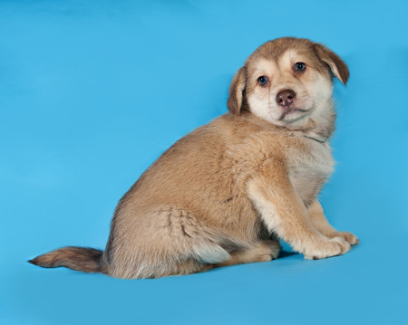 Yellow puppy sitting on blue backgroundの写真素材