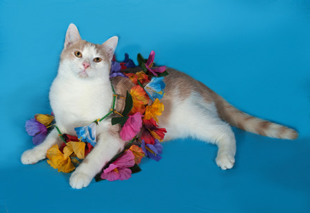 Ginger and white cat wrapped Christmas tinsel lying on blue backgroundの写真素材