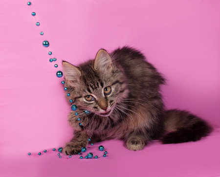 Striped fluffy kitten with Christmas beads sits on pink backgroundの写真素材