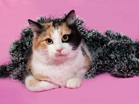 Tricolor cat wrapped Christmas tinsel lies on pink backgroundの写真素材