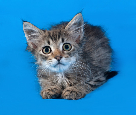 Striped and white fluffy kitten lying on blue backgroundの写真素材