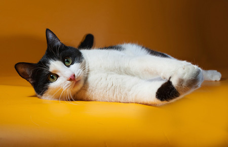White and black cat lies on yellow backgroundの写真素材