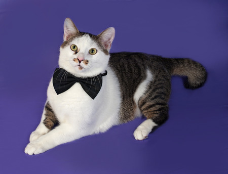 White and tabby cat in bow tie sitting on blue backgroundの写真素材